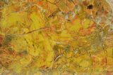 Polished Yellow Cat Petrified Wood - Utah #373527-1
